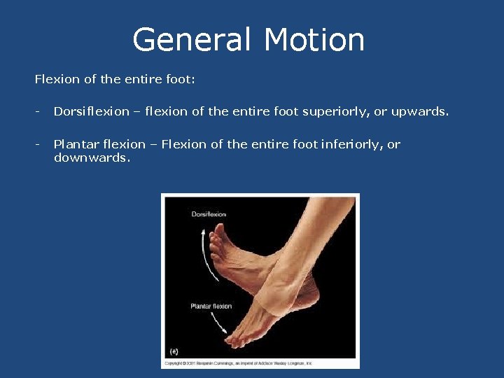 General Motion Flexion of the entire foot: - Dorsiflexion – flexion of the entire