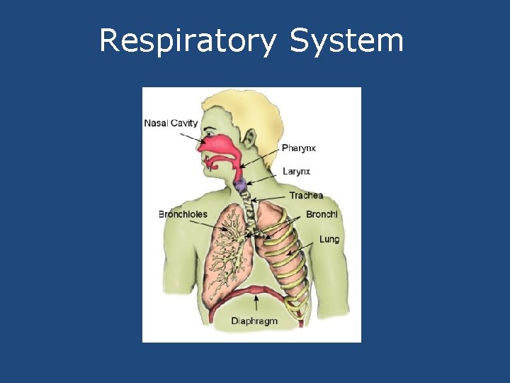 Respiratory System 