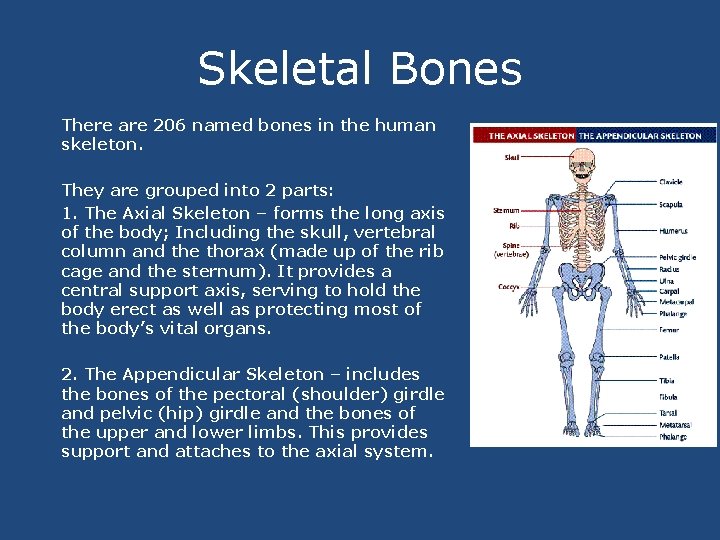 Skeletal Bones There are 206 named bones in the human skeleton. They are grouped