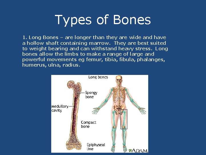 Types of Bones 1. Long Bones – are longer than they are wide and