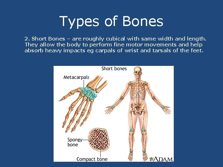 Types of Bones 2. Short Bones – are roughly cubical with same width and