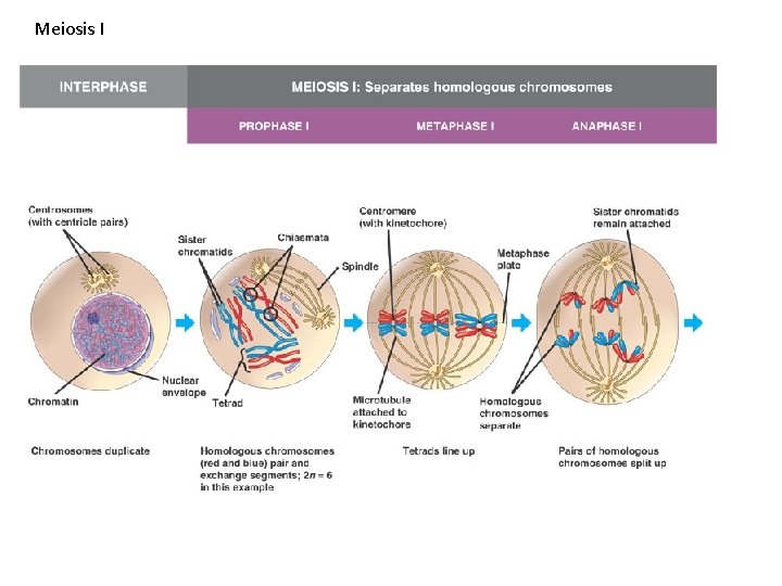 Meiosis I 