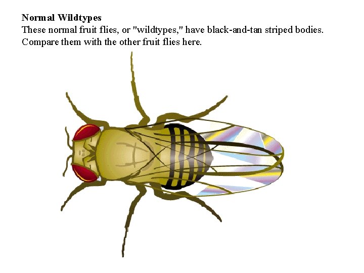 Normal Wildtypes These normal fruit flies, or "wildtypes, " have black-and-tan striped bodies. Compare