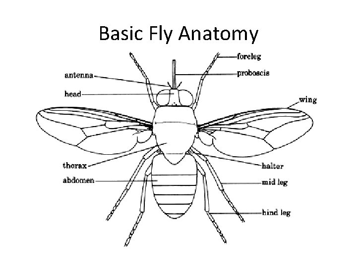 Basic Fly Anatomy 