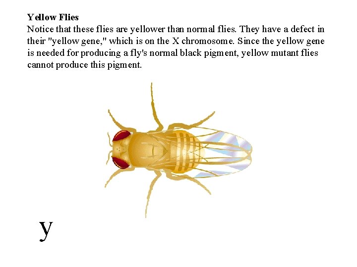 Yellow Flies Notice that these flies are yellower than normal flies. They have a