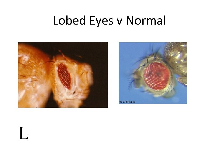 Lobed Eyes v Normal L 