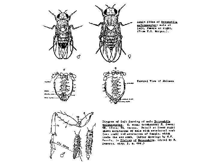 Fly Morphology 
