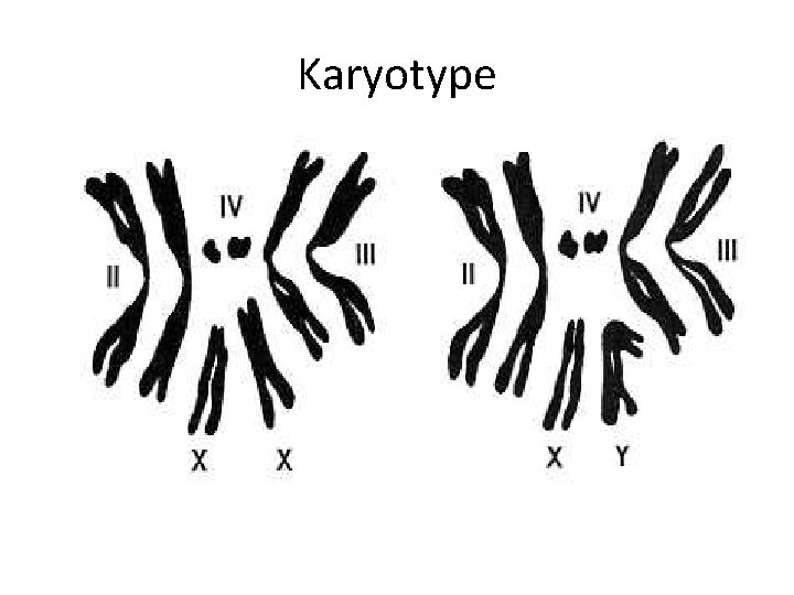 Karyotype 