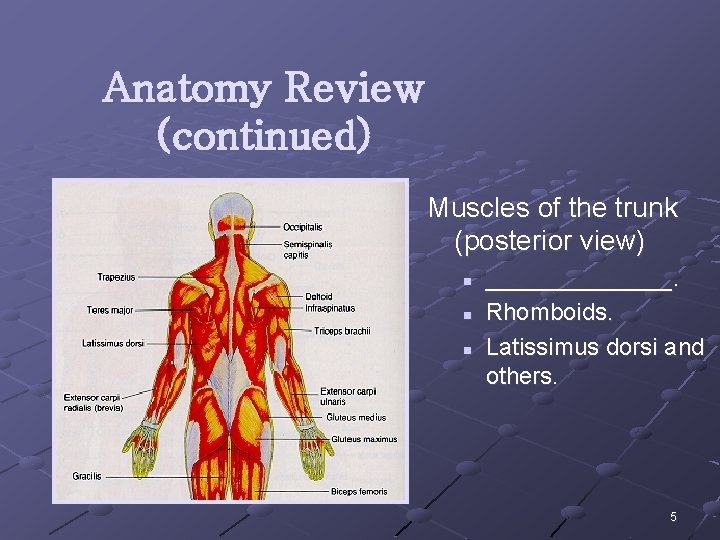 Anatomy Review (continued) Muscles of the trunk (posterior view) n n n _______. Rhomboids.