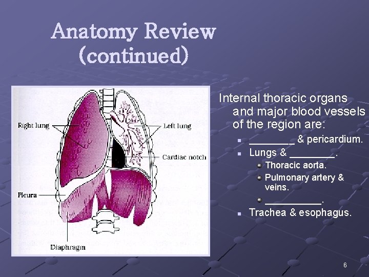 Anatomy Review (continued) Internal thoracic organs and major blood vessels of the region are: