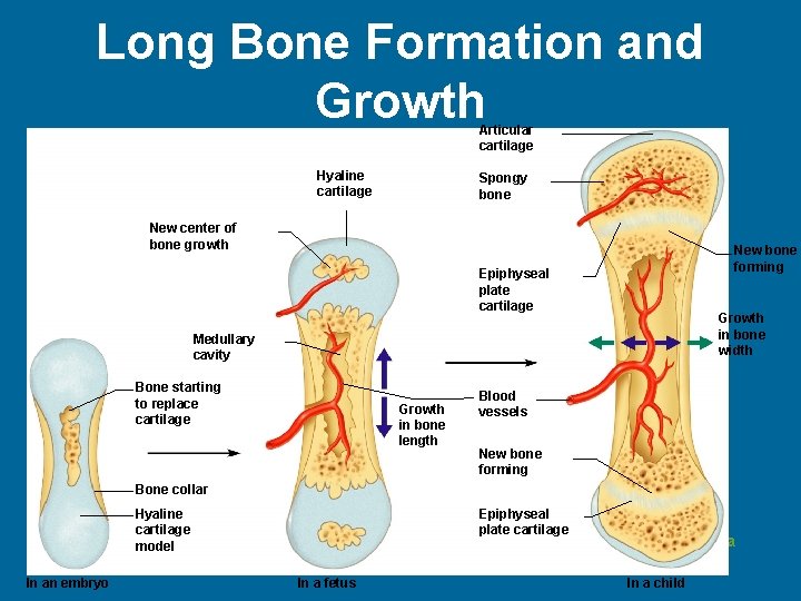 Long Bone Formation and Growth Articular cartilage Hyaline cartilage Spongy bone New center of