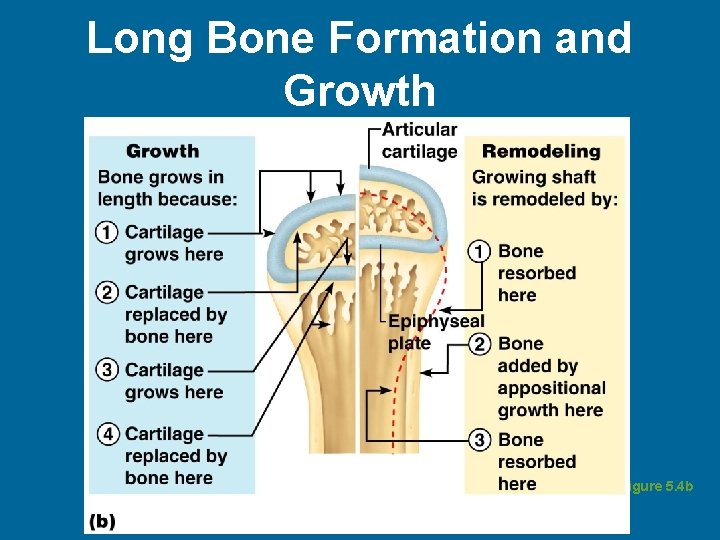 Long Bone Formation and Growth Figure 5. 4 b 