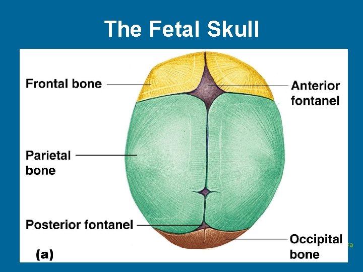 The Fetal Skull Figure 5. 13 a 