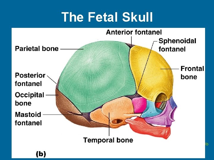 The Fetal Skull Figure 5. 13 b 