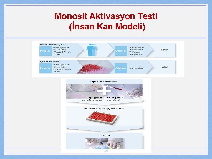 Monosit Aktivasyon Testi (İnsan Kan Modeli) 39 