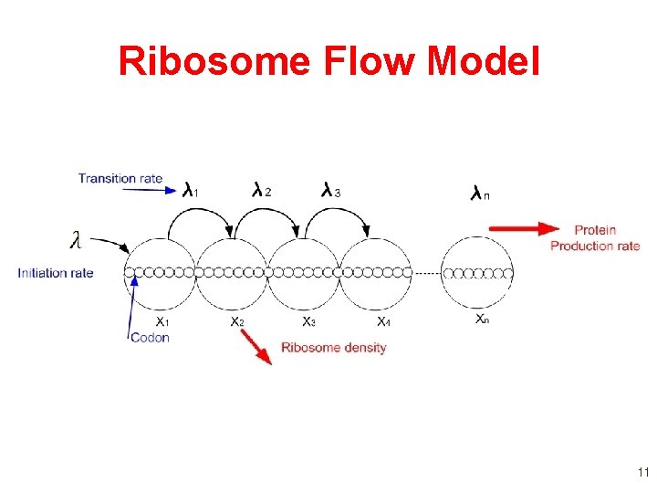 The Ribosome Flow Model Michael Margaliot School of
