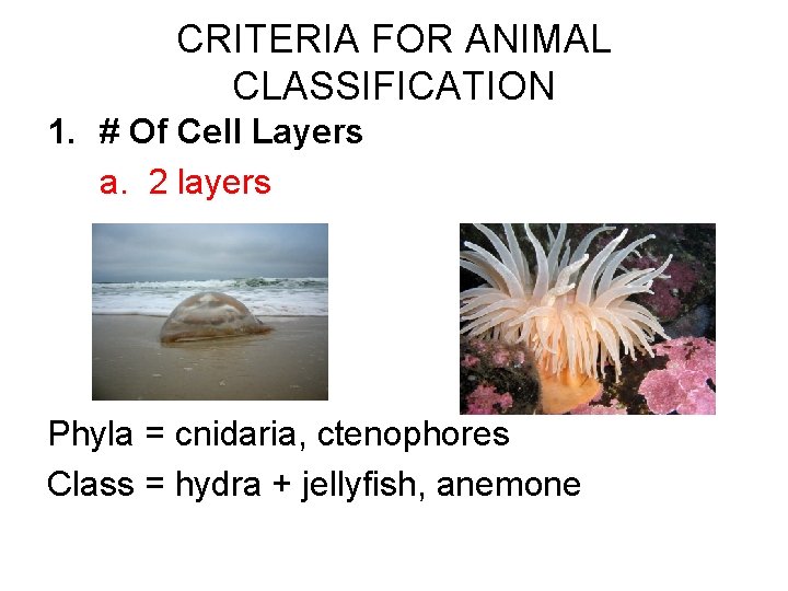 CRITERIA FOR ANIMAL CLASSIFICATION 1. # Of Cell Layers a. 2 layers Phyla =