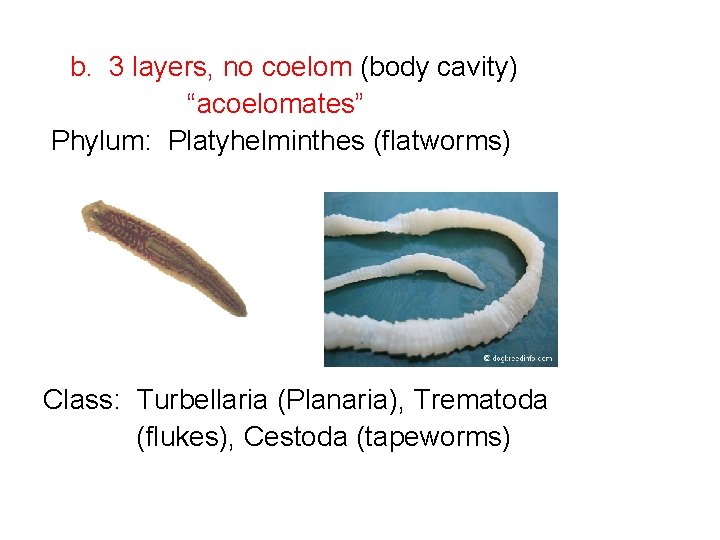 b. 3 layers, no coelom (body cavity) “acoelomates” Phylum: Platyhelminthes (flatworms) Class: Turbellaria (Planaria),