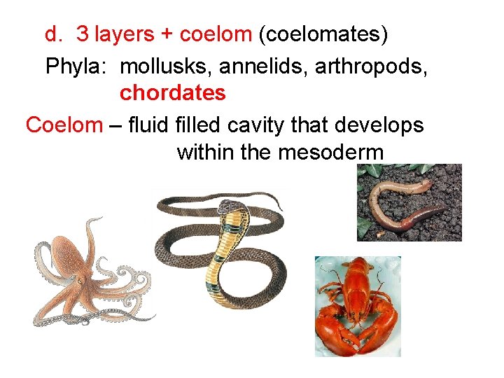 d. 3 layers + coelom (coelomates) Phyla: mollusks, annelids, arthropods, chordates Coelom – fluid