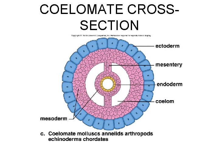 COELOMATE CROSSSECTION 