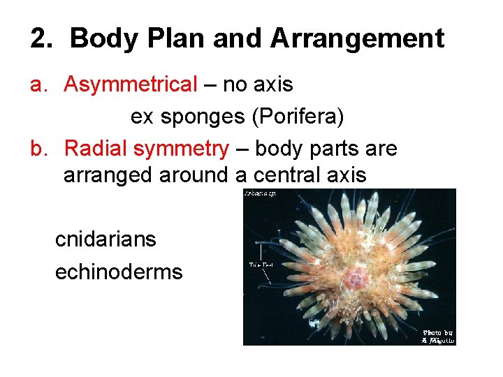 2. Body Plan and Arrangement a. Asymmetrical – no axis ex sponges (Porifera) b.
