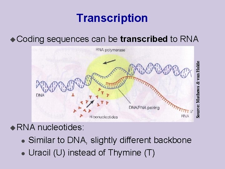 Transcription sequences can be transcribed to RNA Source: Mathews & van Holde u Coding