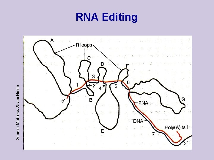 Source: Mathews & van Holde RNA Editing 