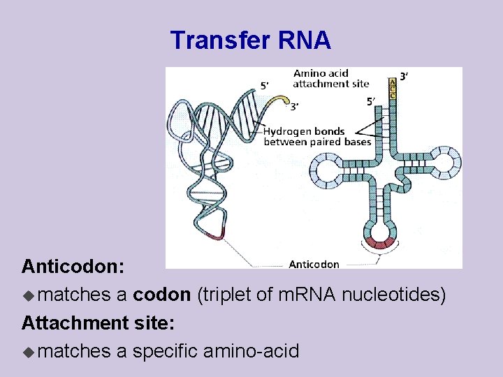 Transfer RNA Anticodon: u matches a codon (triplet of m. RNA nucleotides) Attachment site: