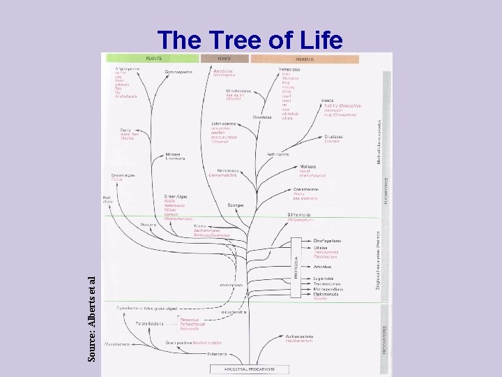 Source: Alberts et al The Tree of Life 