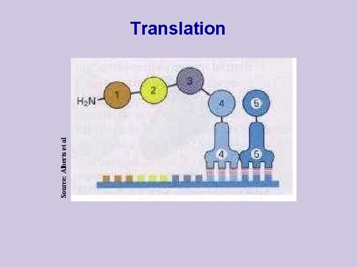 Source: Alberts et al Translation 