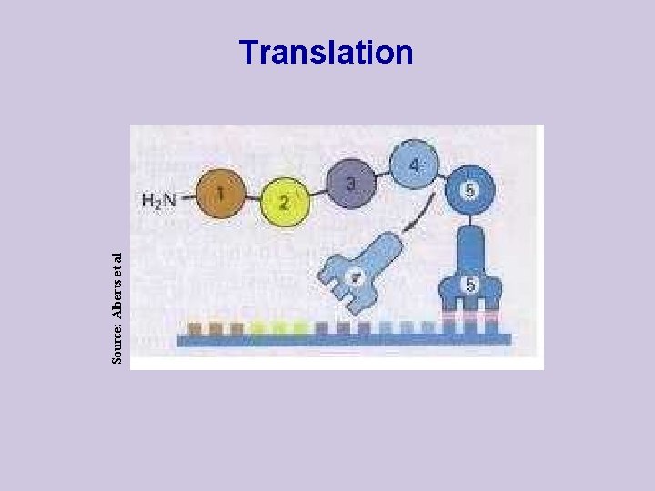 Source: Alberts et al Translation 