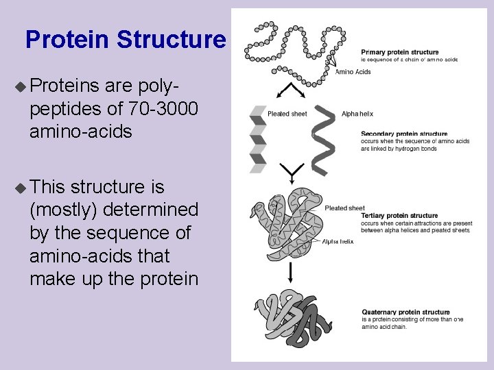 Protein Structure u Proteins are polypeptides of 70 -3000 amino-acids u This structure is