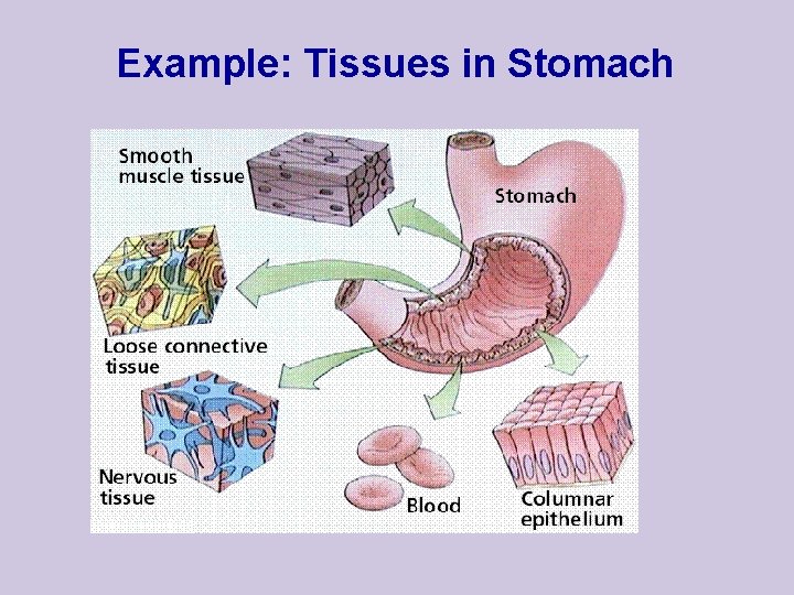 Example: Tissues in Stomach 