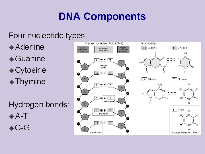 DNA Components Four nucleotide types: u Adenine u Guanine u Cytosine u Thymine Hydrogen