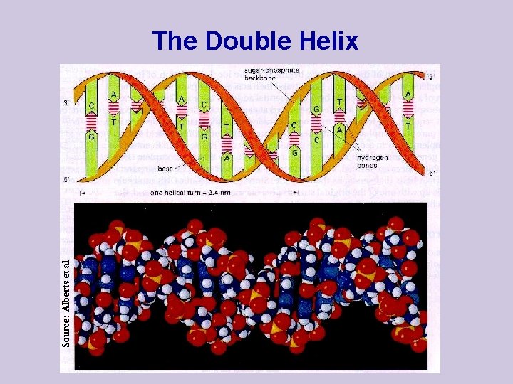 Source: Alberts et al The Double Helix 