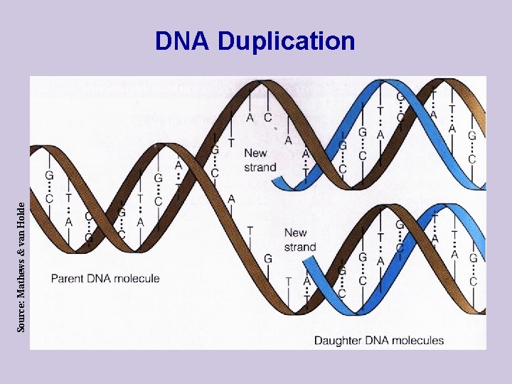 Source: Mathews & van Holde DNA Duplication 