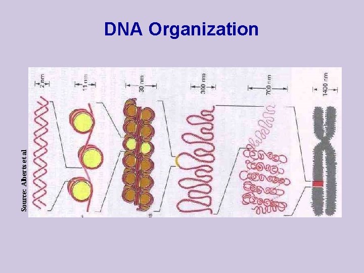 Source: Alberts et al DNA Organization 