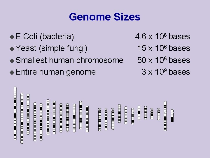 Genome Sizes u E. Coli (bacteria) u Yeast (simple fungi) u Smallest human chromosome