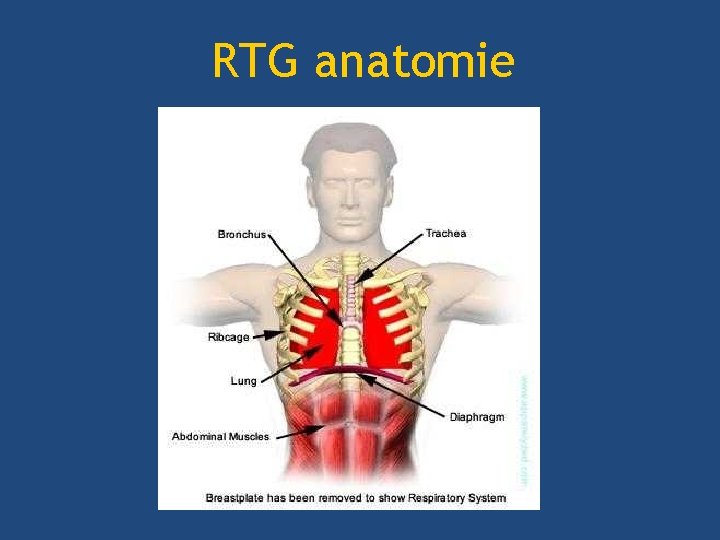 RTG anatomie 