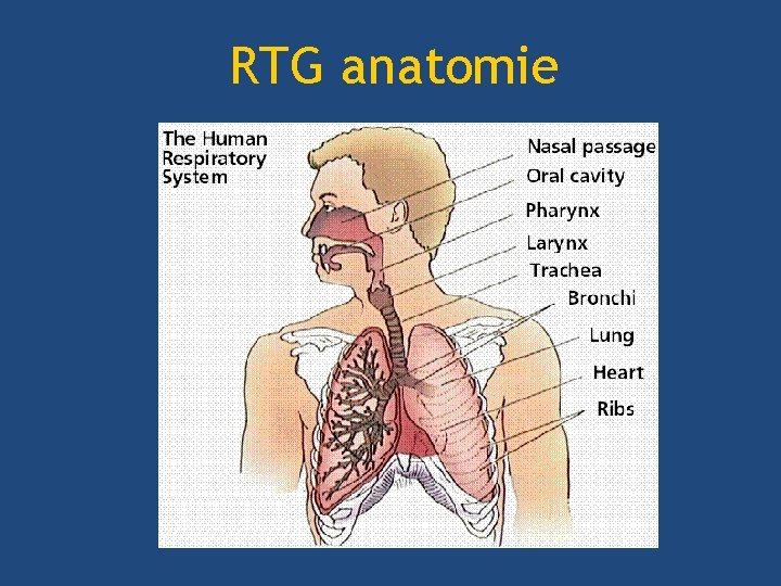 RTG anatomie 
