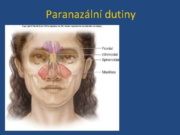 Paranazální dutiny 
