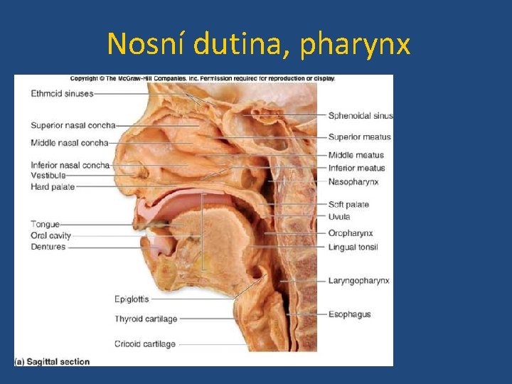 Nosní dutina, pharynx 