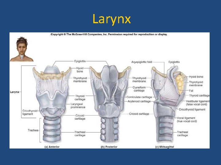 Larynx 