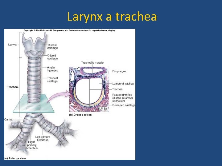 Larynx a trachea 