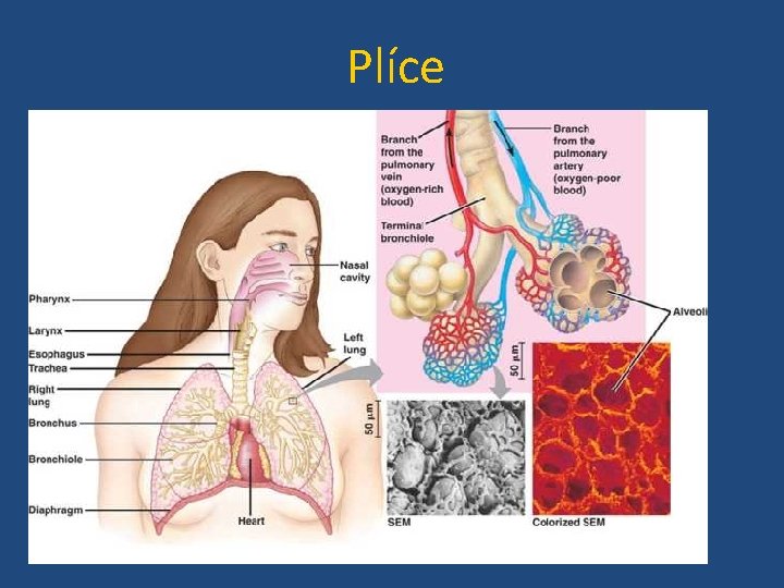 Plíce 