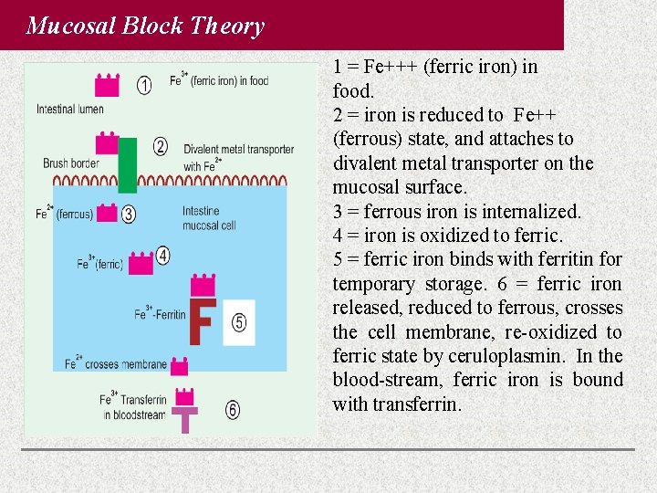 Mucosal Block Theory 1 = Fe+++ (ferric iron) in food. 2 = iron is Mucosal Block Theory 1 = Fe+++ (ferric iron) in food. 2 = iron is