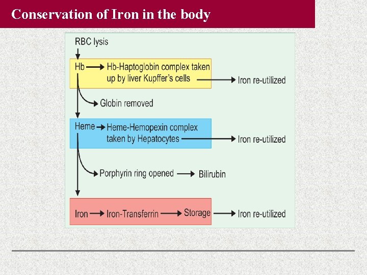 Conservation of Iron in the body Conservation of Iron in the body