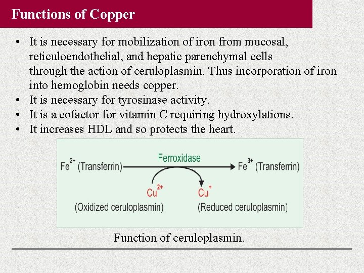 Functions of Copper • It is necessary for mobilization of iron from mucosal, reticuloendothelial, Functions of Copper • It is necessary for mobilization of iron from mucosal, reticuloendothelial,