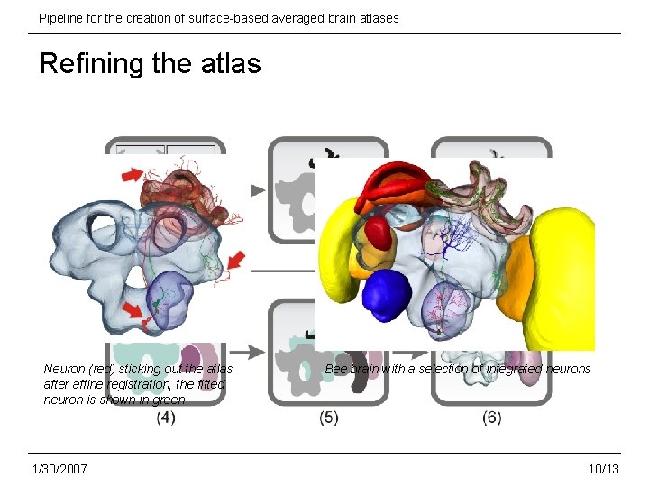 Pipeline for the creation of surface-based averaged brain atlases Refining the atlas Neuron (red)
