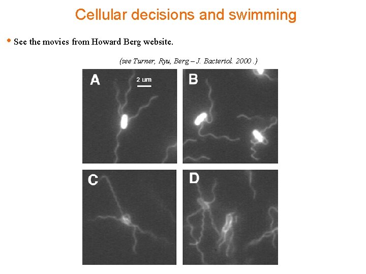 Cellular decisions and swimming • See the movies from Howard Berg website. (see Turner,